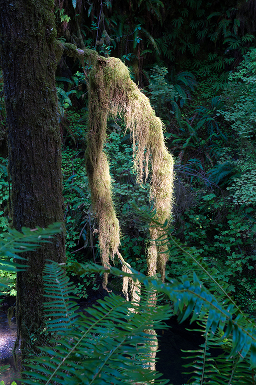 09-23 - 13.jpg - Olympic National Park, WA